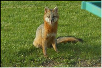 Foxy loxy