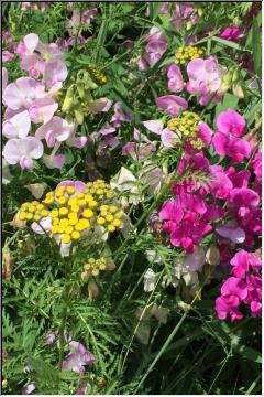 Wildflower beauty