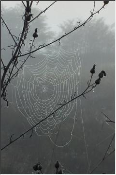 Spinning webs