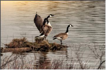 Sandhill cranes return