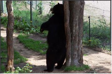 Posing bear