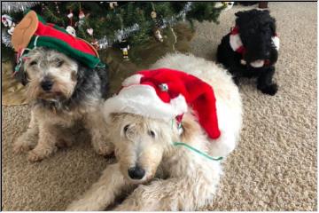 Merry Pooches