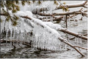 Tree icicles