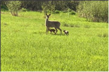 Spring Babies