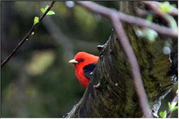 Colorful birds