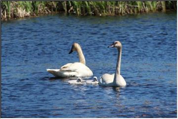 Swans and cygnets