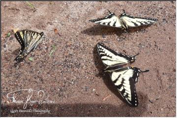 Butterfly Beauties