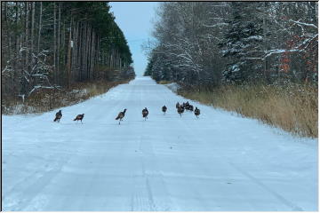 Turkeys on the route