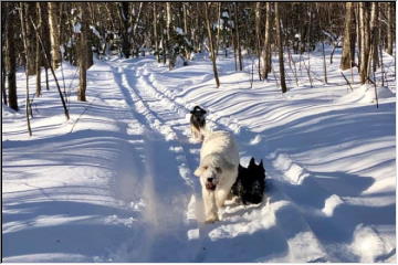 Snowy scenery