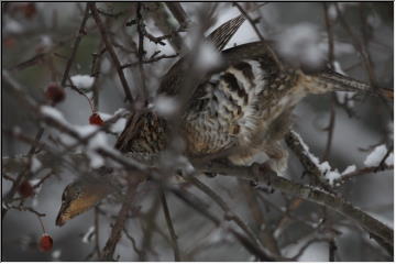 Partridge/Ruffed Grouse