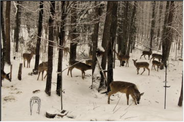 30 Deer