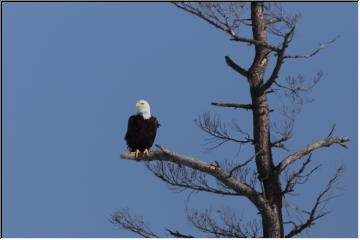 Eagle on watch