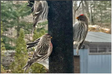 Busy birds