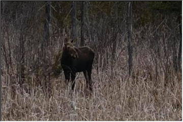 Moose in Covington