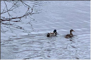 Feathered friends