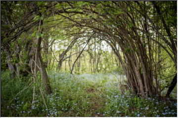 Magical Garden