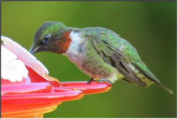 Hummingbirds