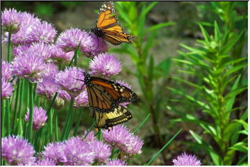 Addie's Garden