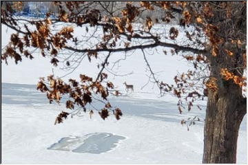 Frozen Lake