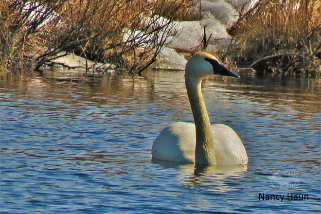 Photo by Nancy Haun