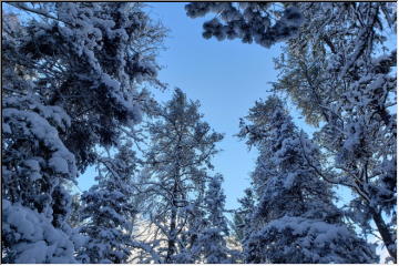 Winter trees