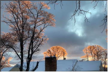 Sparkling trees