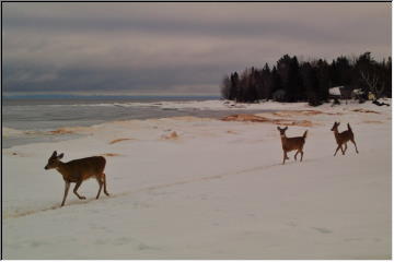 Deer Watching