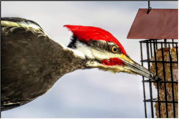 Woodpecker