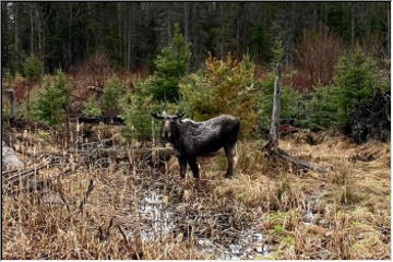 Moose on the loose