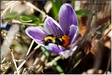 Busy Bumblebee