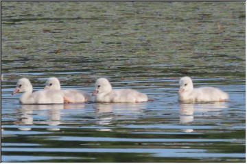 Swedetown Swan family