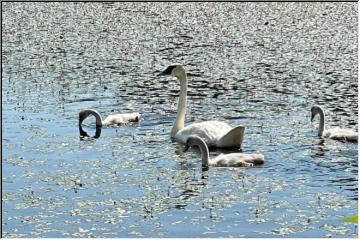 Swedetown Swans