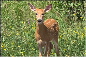 Fawn on the Trail