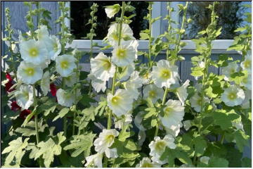 Hollyhocks