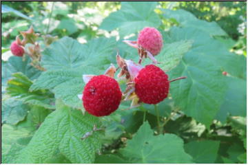 Thimbleberries