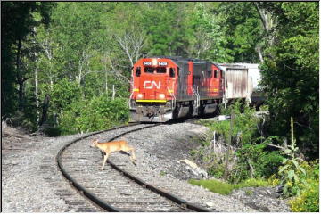 Deer watching