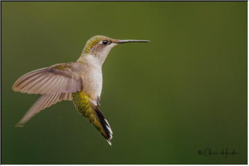 Hummingbirds