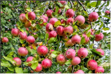 Its apple season