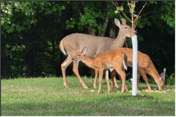 Feeding and watching