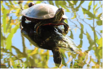 Bale of Turtles