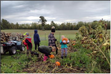 Harvesting Pumpkins