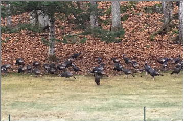 Turkeys