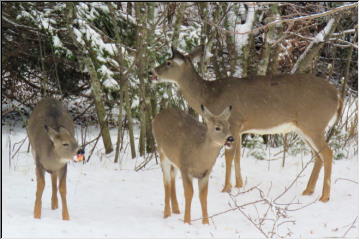 Critters in the snow