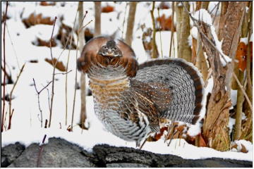 Ruffed Grouse