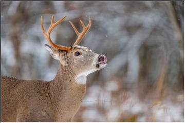 U.P. Deer