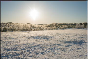 Frosty morning