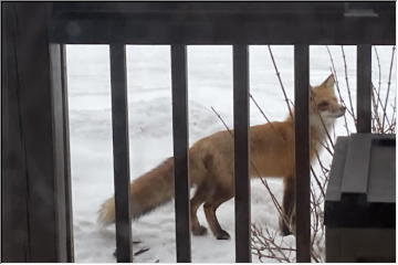 Bootjack visitor