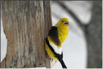 Evening Grosbeak