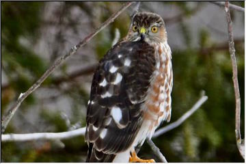 Coopers Hawk