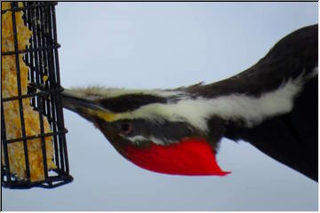 Pileated Woodpecker